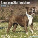 애견백과 - 아메리칸 스태퍼드셔 테리어 (American Staffordshire Terrier) 이미지