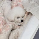 봉 그루밍 이미지