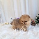 개츠비 켄넬 이미지