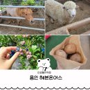 원송정 사슴농장 | 용인 아기와 가볼만한곳 동물체험 블루베리 감자캐기 체험 헤븐온어스