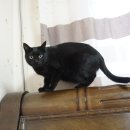 우주냥스타 | 고양이원정대 까미편 - 검은고양이의 매력에 푹 빠져보라옹!