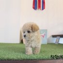 빠찌애견 | 안양강아지분양 크림푸들 뿌찌 데려왔어요.