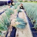 여주설렁탕 이미지