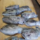 갑오징어 무침회 만들기 이미지