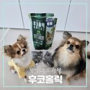 도그홀릭 | 식분증 강아지 동애등에 후코홀릭 인섹트도그 관절 먹였어요