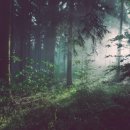 피톤치드 이미지