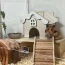 골든햄스터분양 탬펫 이미지