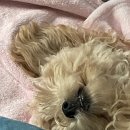 까만콩쌀알 이미지