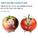 도마도 네이버블로그
