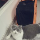 코코보노 고양이호텔 이미지