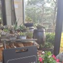 파인트리하우스 이미지