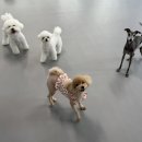 리츠펫 강남세곡점 이미지