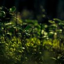 학가산우래자연휴양림 이미지