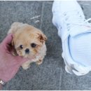 퍼피애견샵 이미지