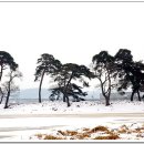 소나무 풍경 이미지