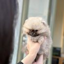 디몽 이미지
