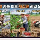 남부농자재 | 8월 중순 이후 채소류 관리 요령, 배추·무 파종과 고추 수확, 마늘·양파 재배 준비
