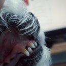 천안복지동 웰리스클리닉 | 가루 스케일링했어요(강아지 스케일링 비용 및 후기)