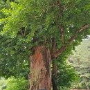 대성지성문선왕전좌도 | '한국 최초의 서원, 영주 소수서원' 유네스코 세계유산 - 2025년 해풍회 풍수답산
