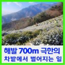 모암마을 | 해발 700m 극한의 차밭에서 벌어지는 일