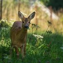 노루마당 이미지