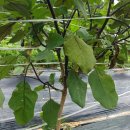 솔티농장 이미지