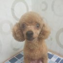 토리애견샵 이미지