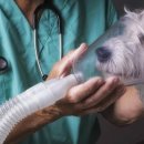 샤인동물메디컬센터 이미지