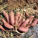 임실농장 이미지