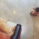 텐시퍼피 이미지