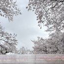 2024 경주 대릉원돌담길 벚꽃축제 | 2026 경주벚꽃 경주대릉원돌담길축제 벚꽃놀이 현장후기