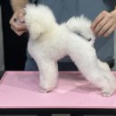 그루밍독 연구소 이미지