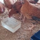 태성농장1 이미지