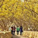 반곡저수지 | 구례 산수유축제기간 개화시기