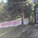 소나무 미트
