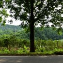 부귀 메타세쿼이아길 이미지