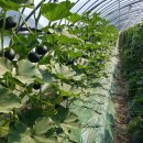 파근파근 맛있는 겨울 하우스 미니밤호박 판매마감 이미지