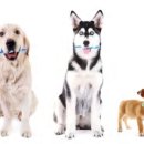 수목원동물병원 이미지