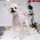 쭈 애견미용 이미지