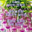 녹명 Daum카페