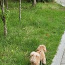 뿔난강아지 이미지