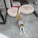 냥이를 사랑하는 멍멍이 이미지