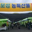 보성 | 보성 다향대축제 후기