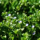 큰개불알풀 [Scrophulariaceae (현삼과) ＞ Veronica (개불알풀속) ＞ persica (큰개불알풀)] 이미지