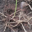 백선농장 이미지