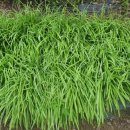 소머거리 이미지