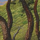 소나무를 품다 이미지