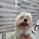 예가애견 이미지