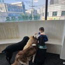 데일리멍 애견유치원, 애견호텔 이미지