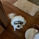 바이크애견 이미지